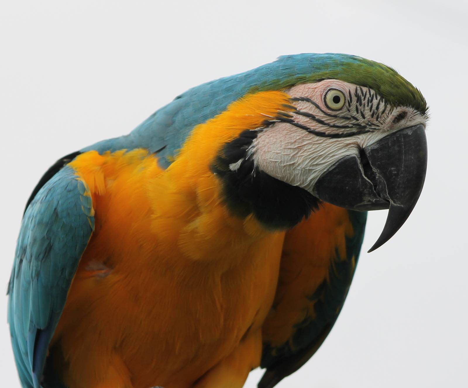 Blue and gold macaw