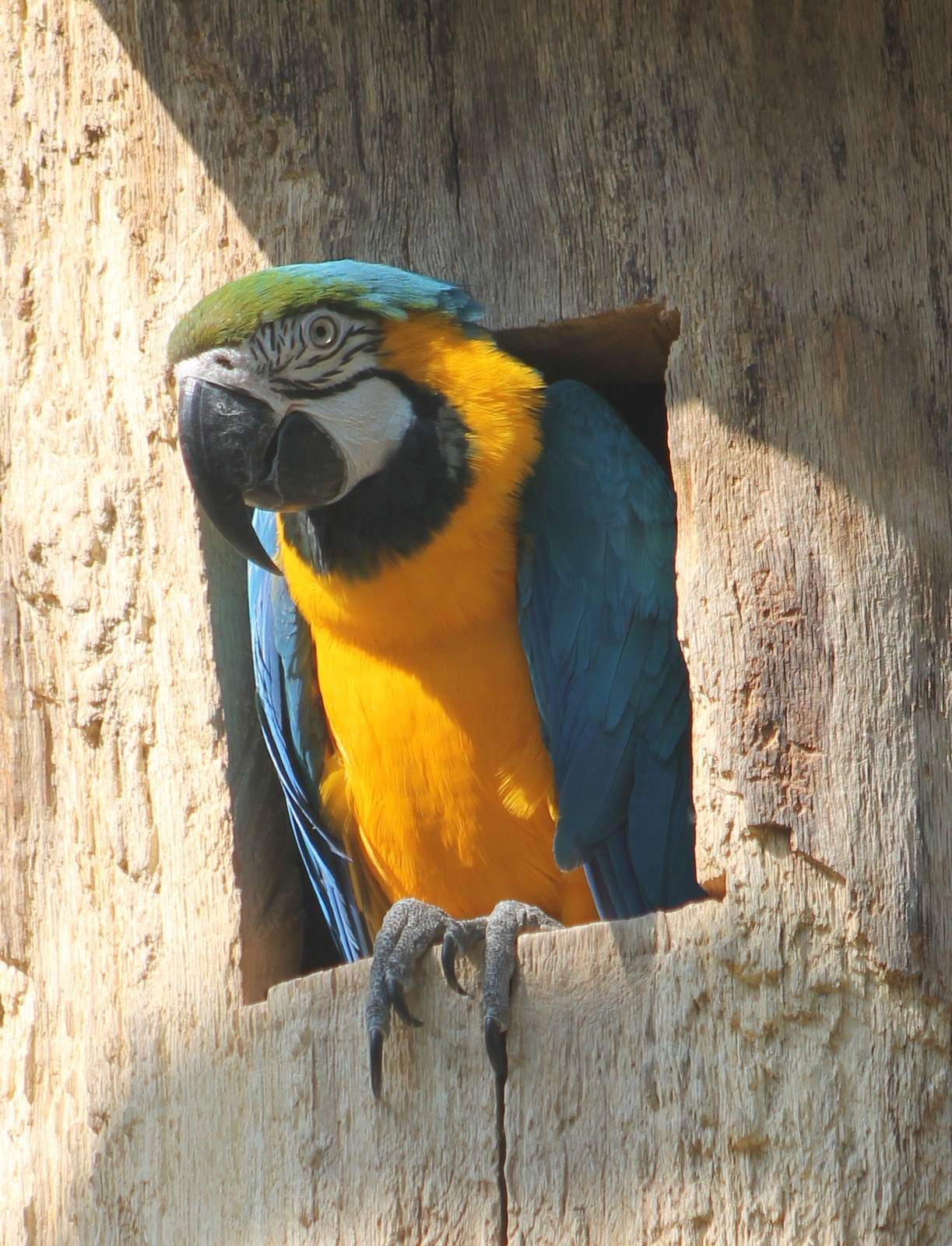 Blue and Gold macaw