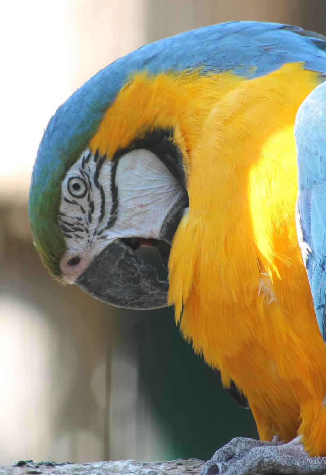 Blue and Gold macaw