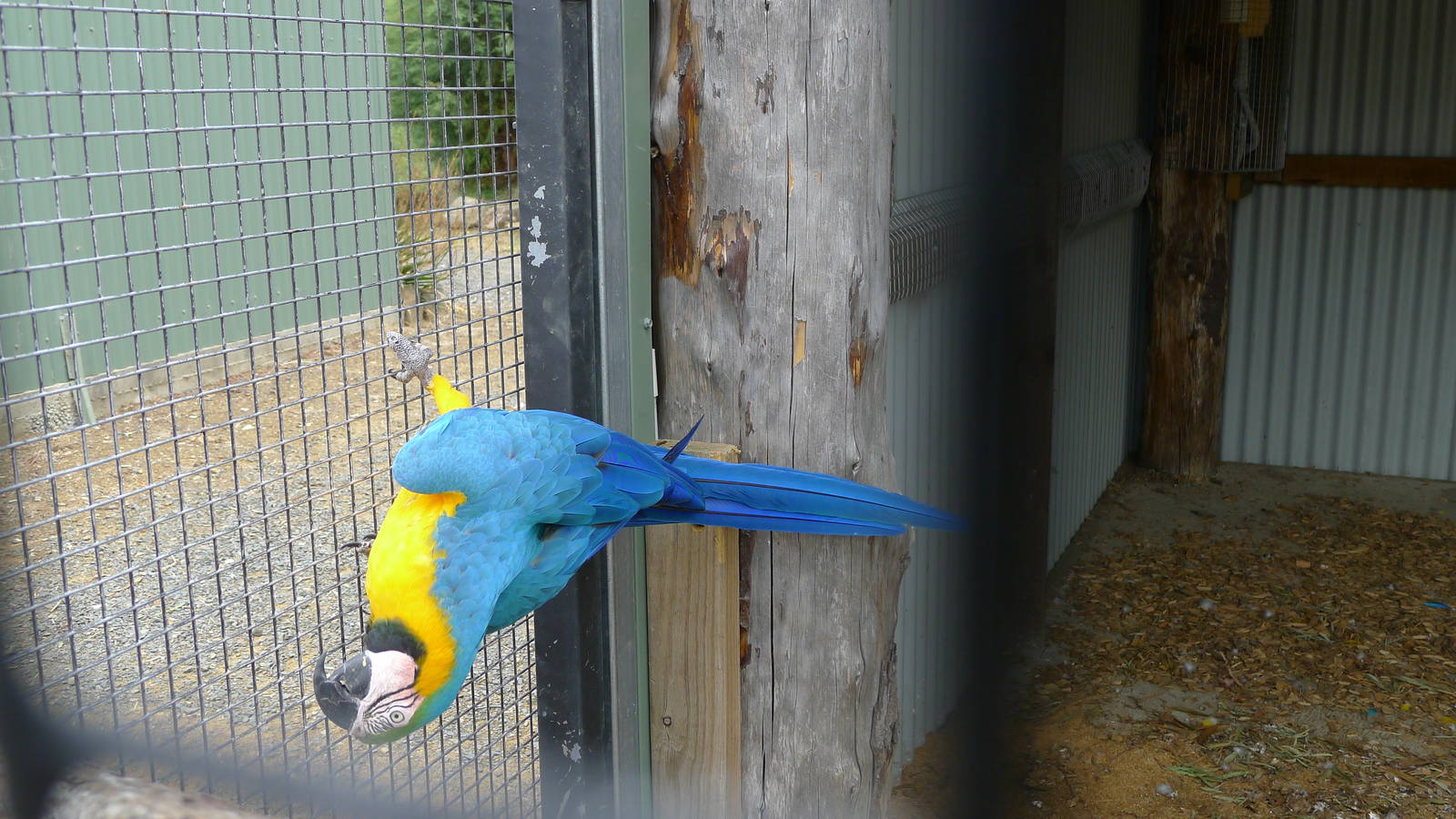 Blue and Gold macaw