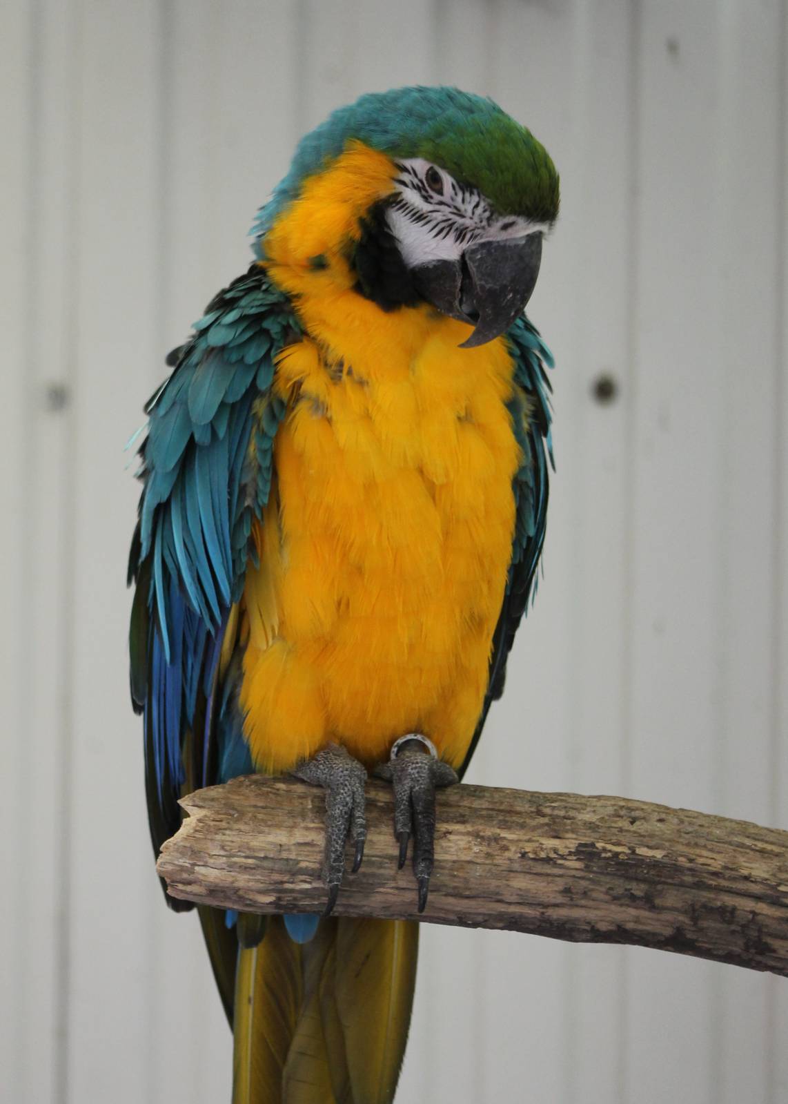 Blue and gold macaw