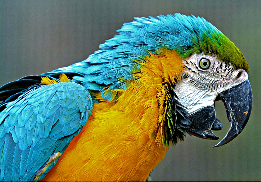 blue and gold macaw