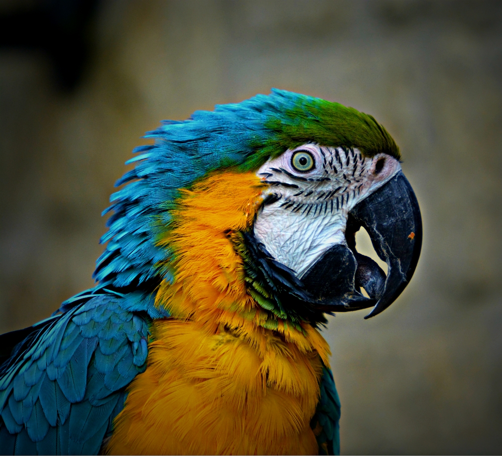 blue and gold macaw