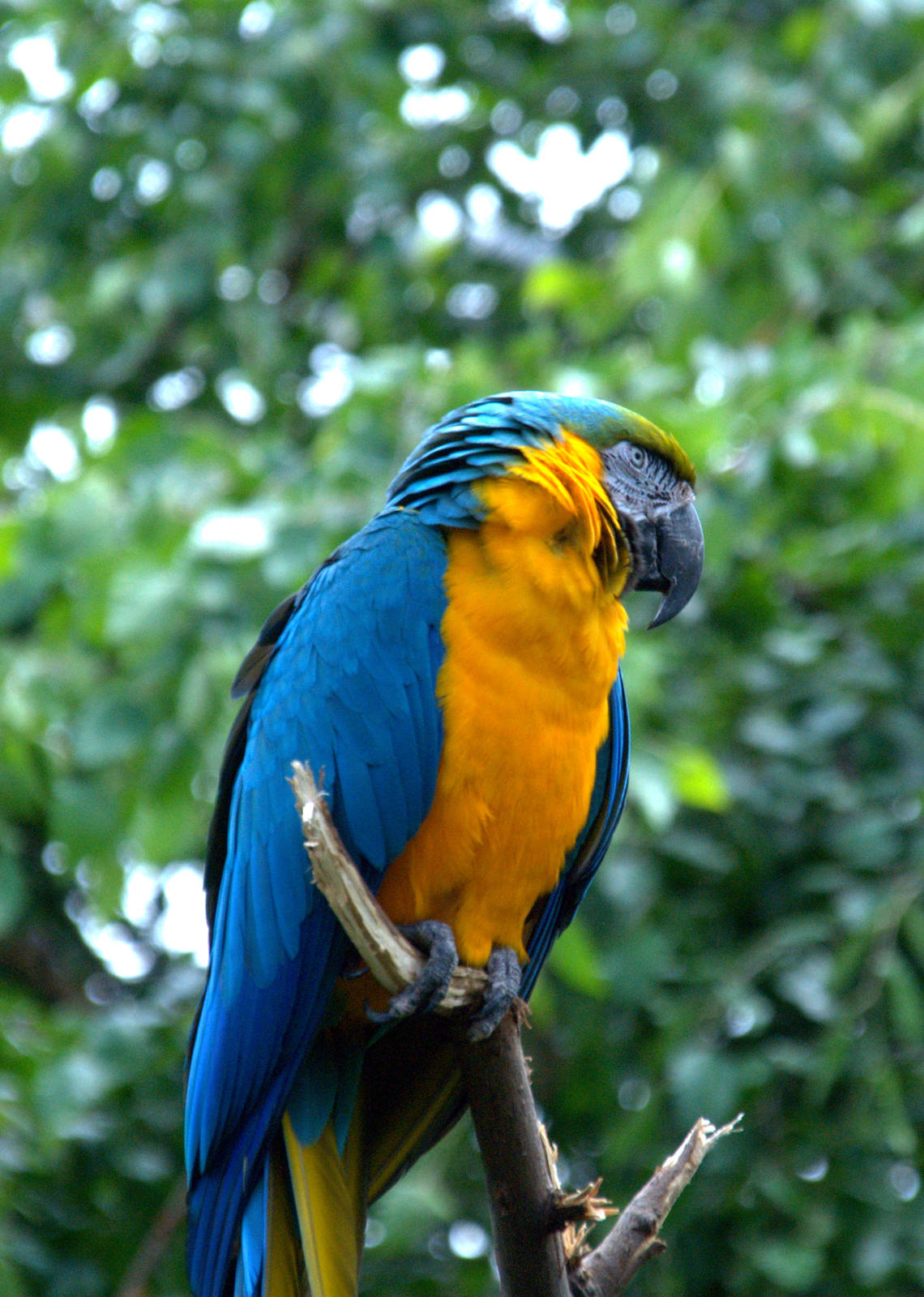 Blue and Gold Macaw