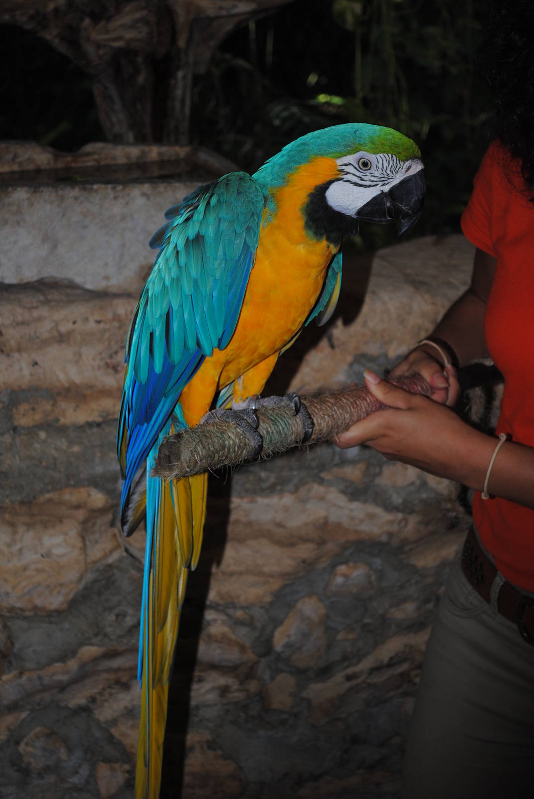 Blue-and-gold Macaw