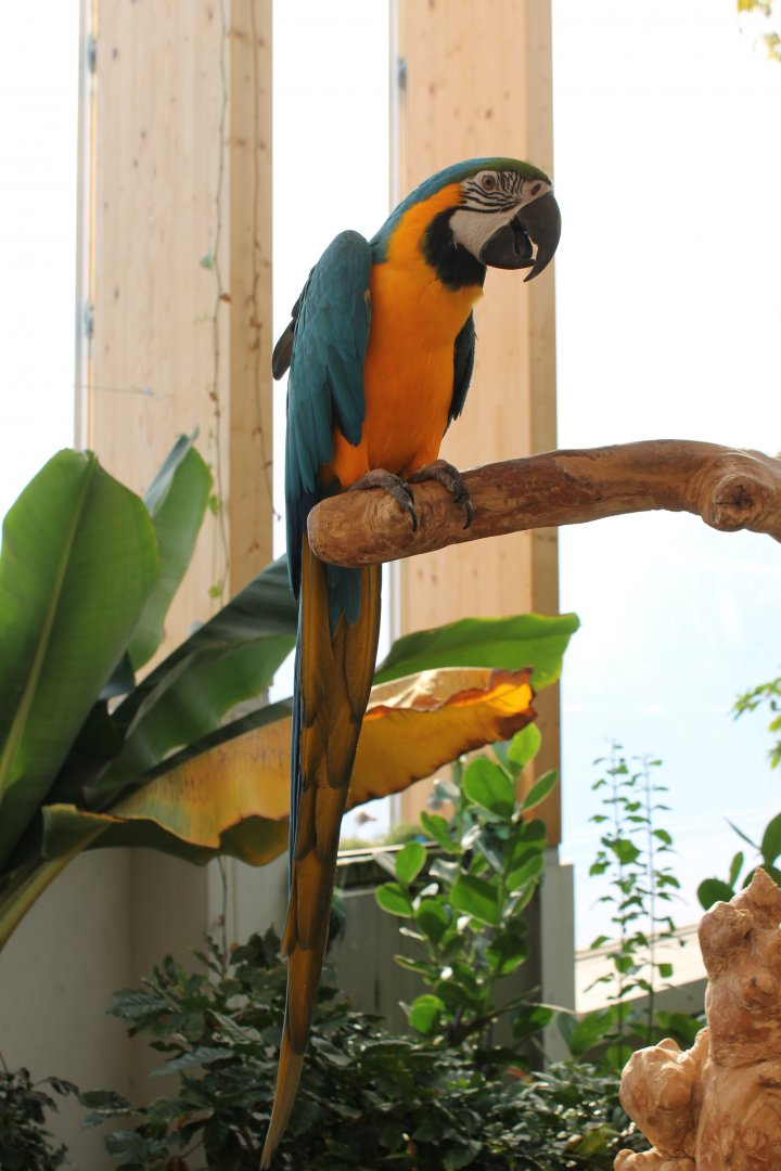 Blue and gold macaw