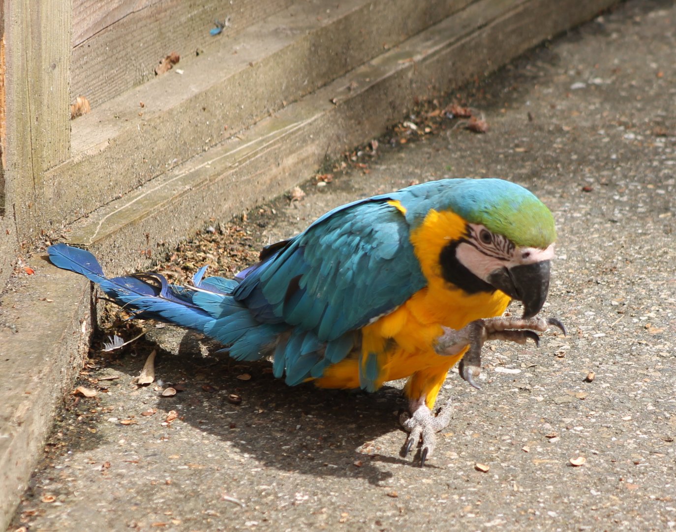 Blue-and gold macaw