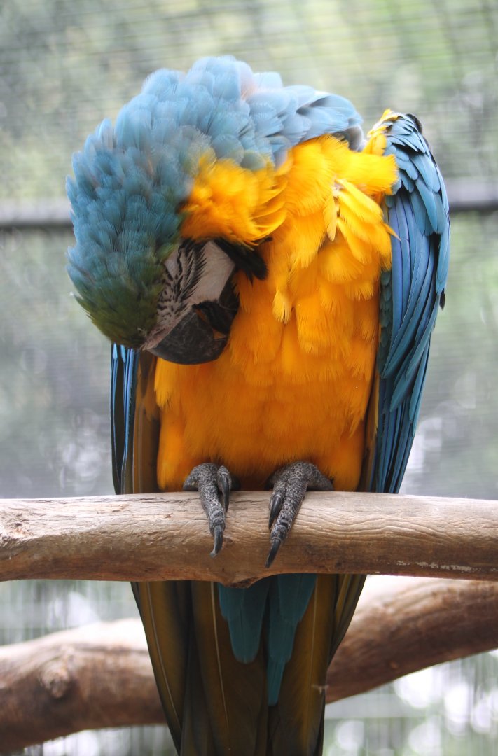 Blue-and-gold macaw