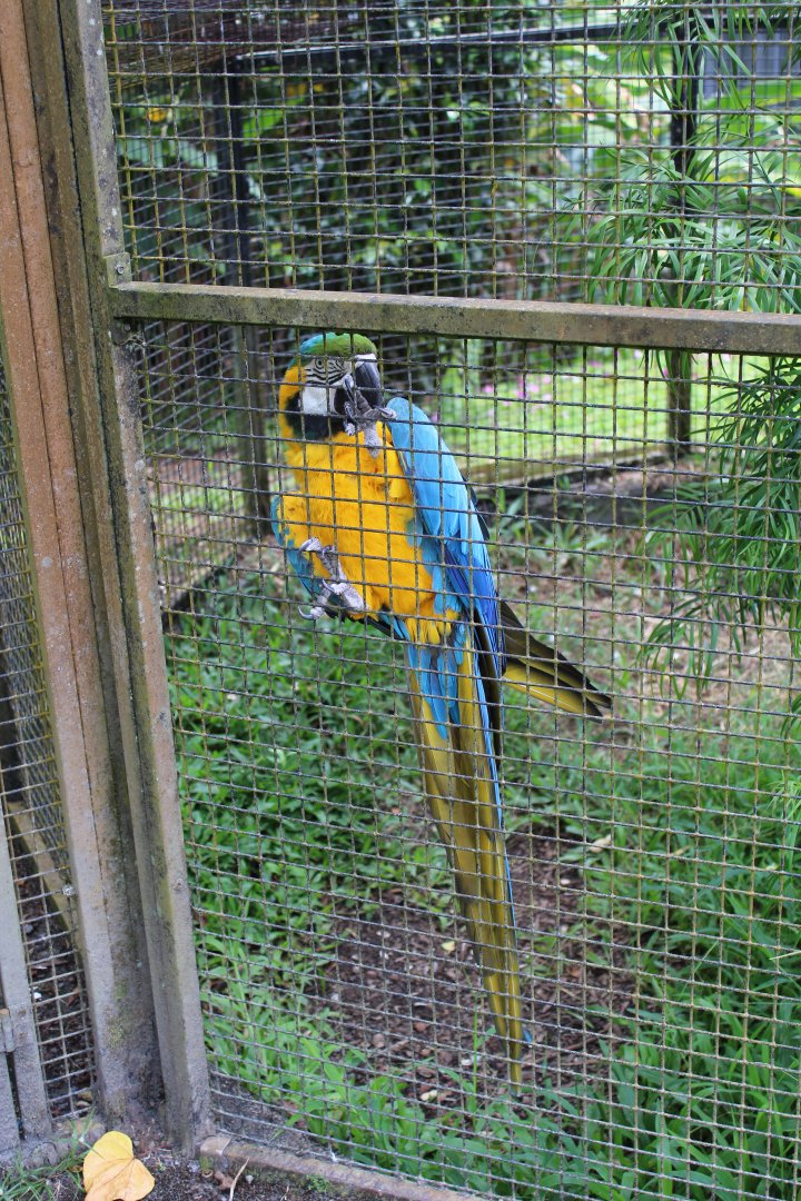 Blue and Gold Macaw