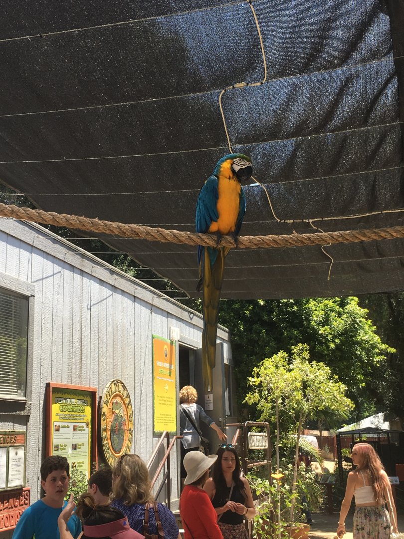 Blue-and-Gold Macaw