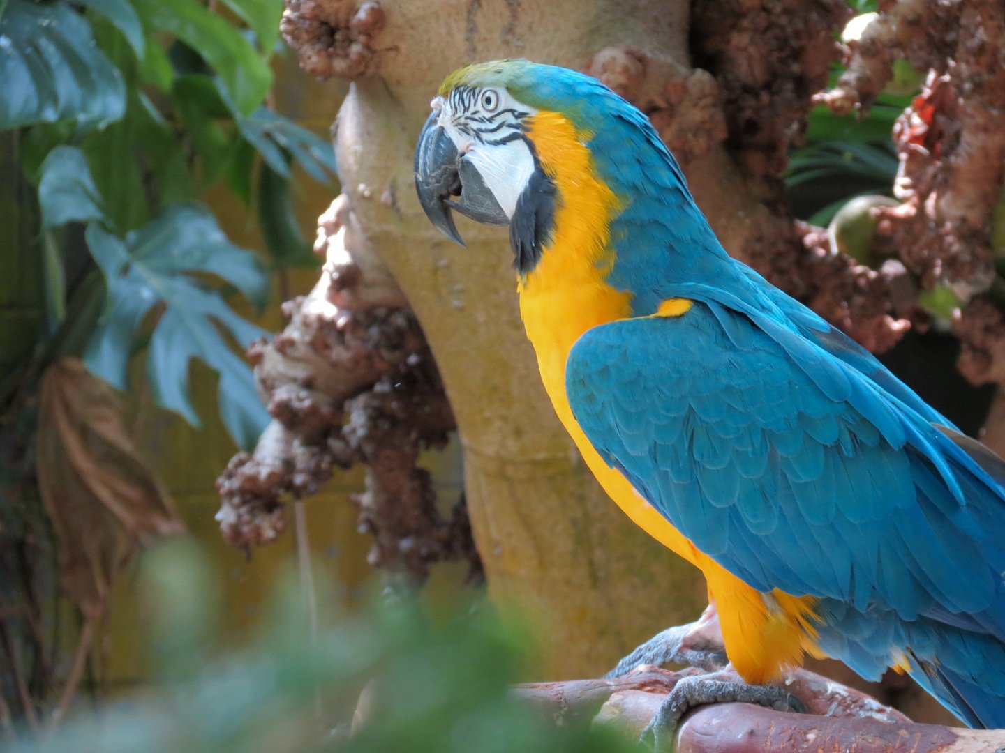 Blue And Gold Macaw