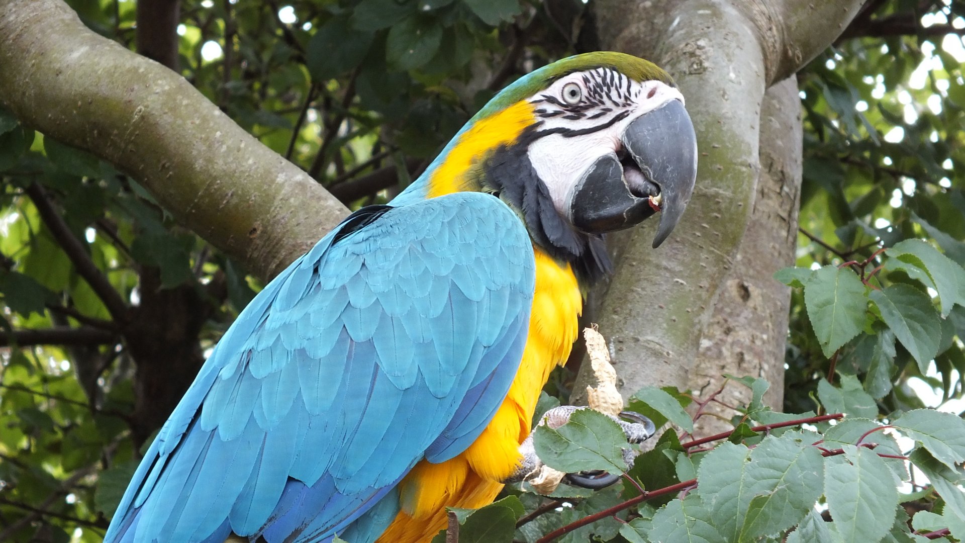 Blue and Gold Macaw