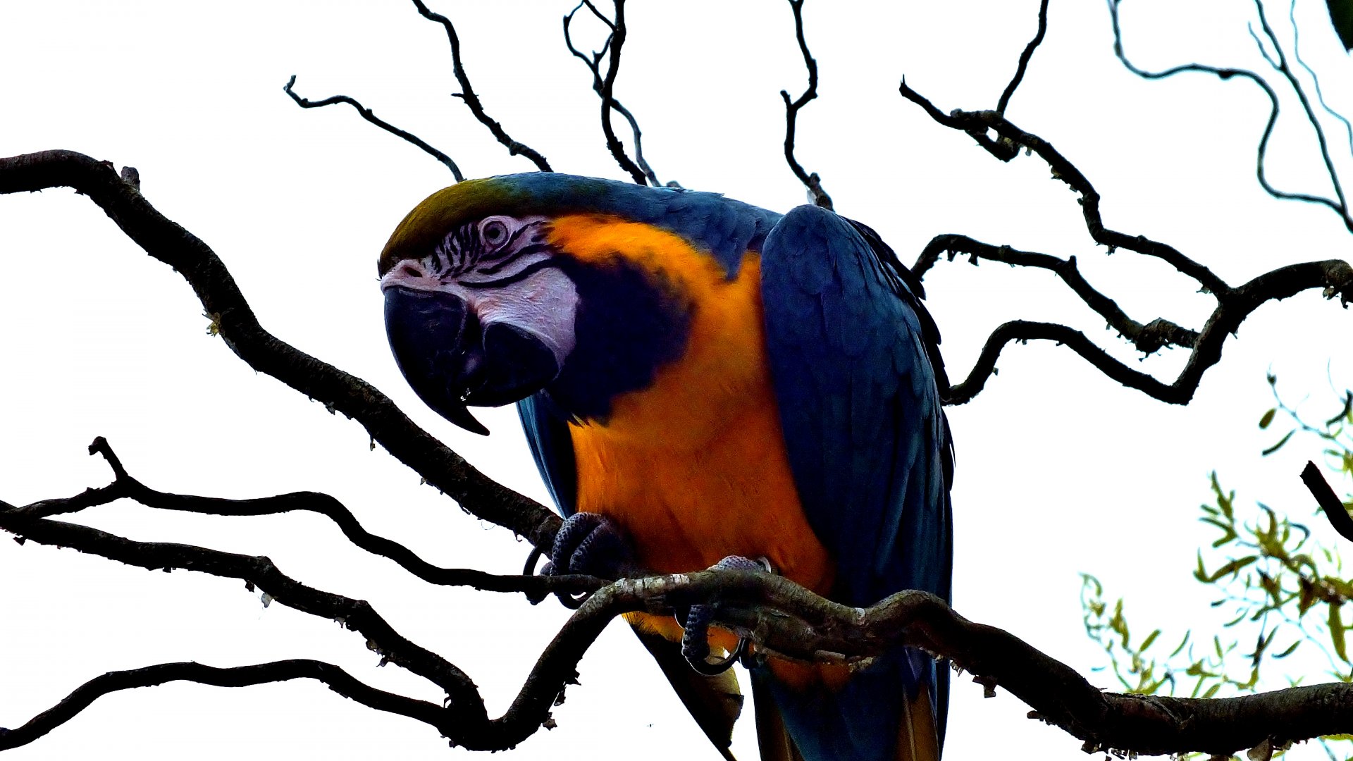 Blue and Gold Macaw