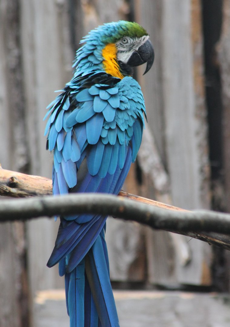 Blue-and-gold macaw