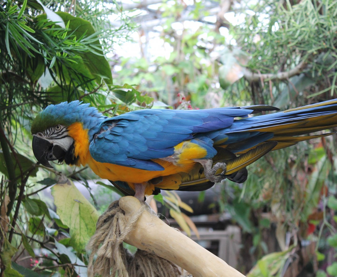 Blue-and-gold macaw