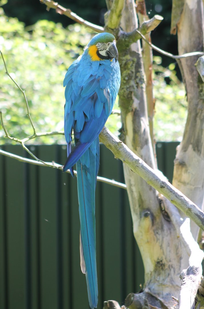 Blue and gold macaw