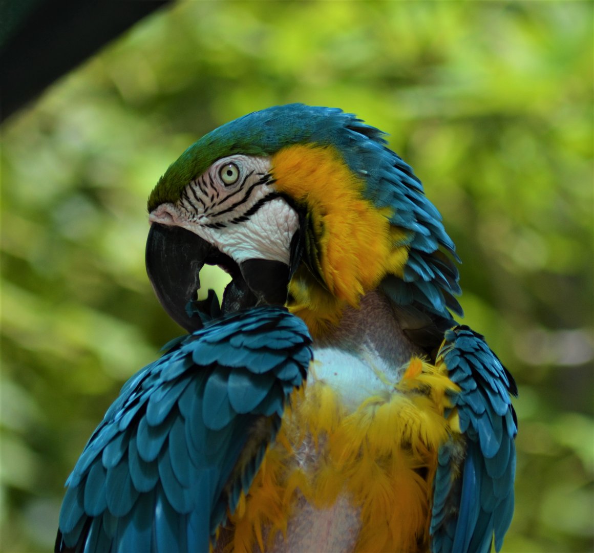Blue and Gold Macaw