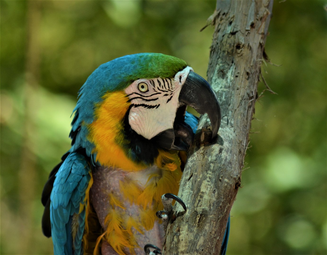 Blue and Gold Macaw