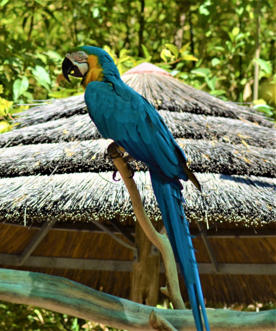 Blue and Gold macaw