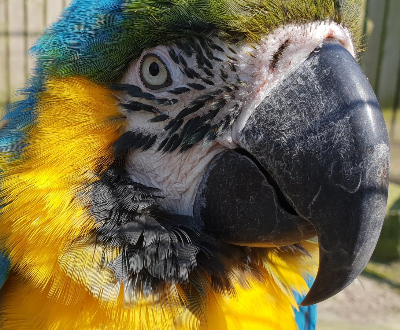 Blue and gold macaw