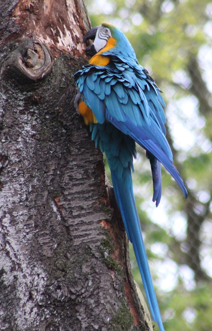 Blue-and-gold macaw
