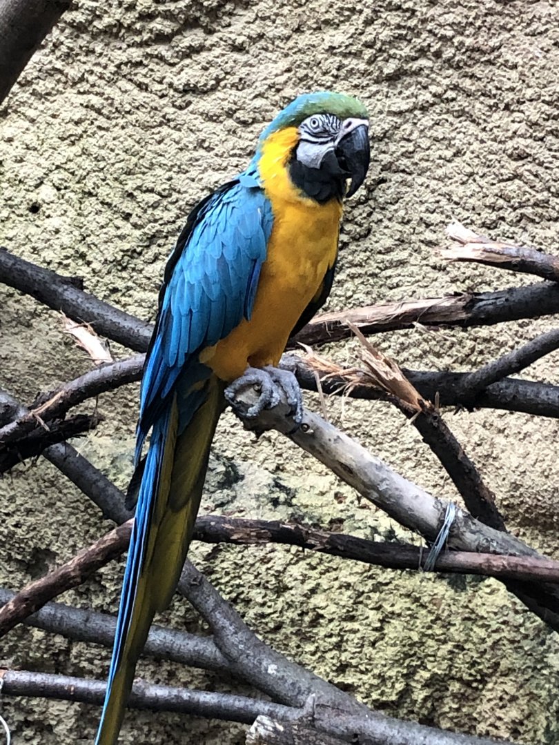 Blue-and-Gold Macaw