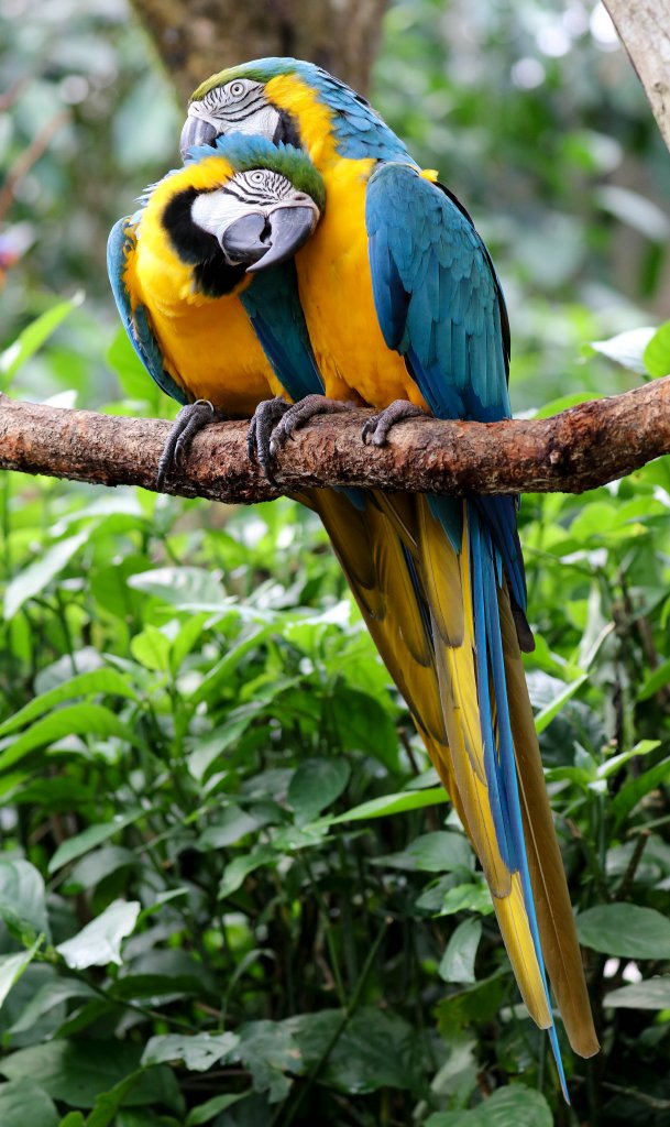 Blue-and-Gold Macaw