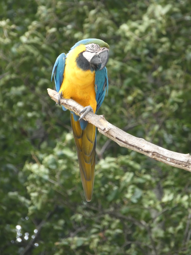 Blue-and-gold Macaw