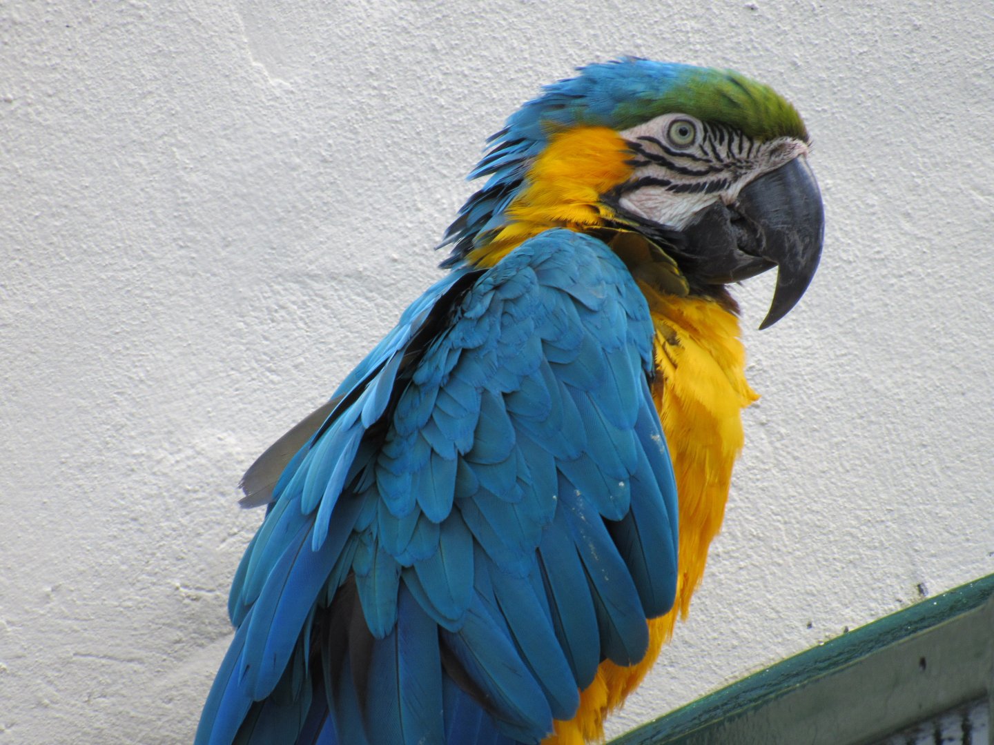 Blue and Gold Macaw