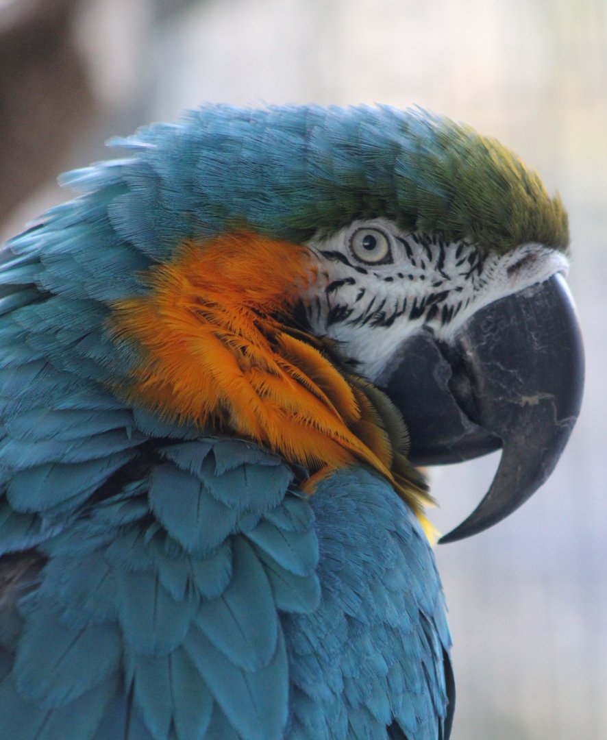 Blue and gold macaw