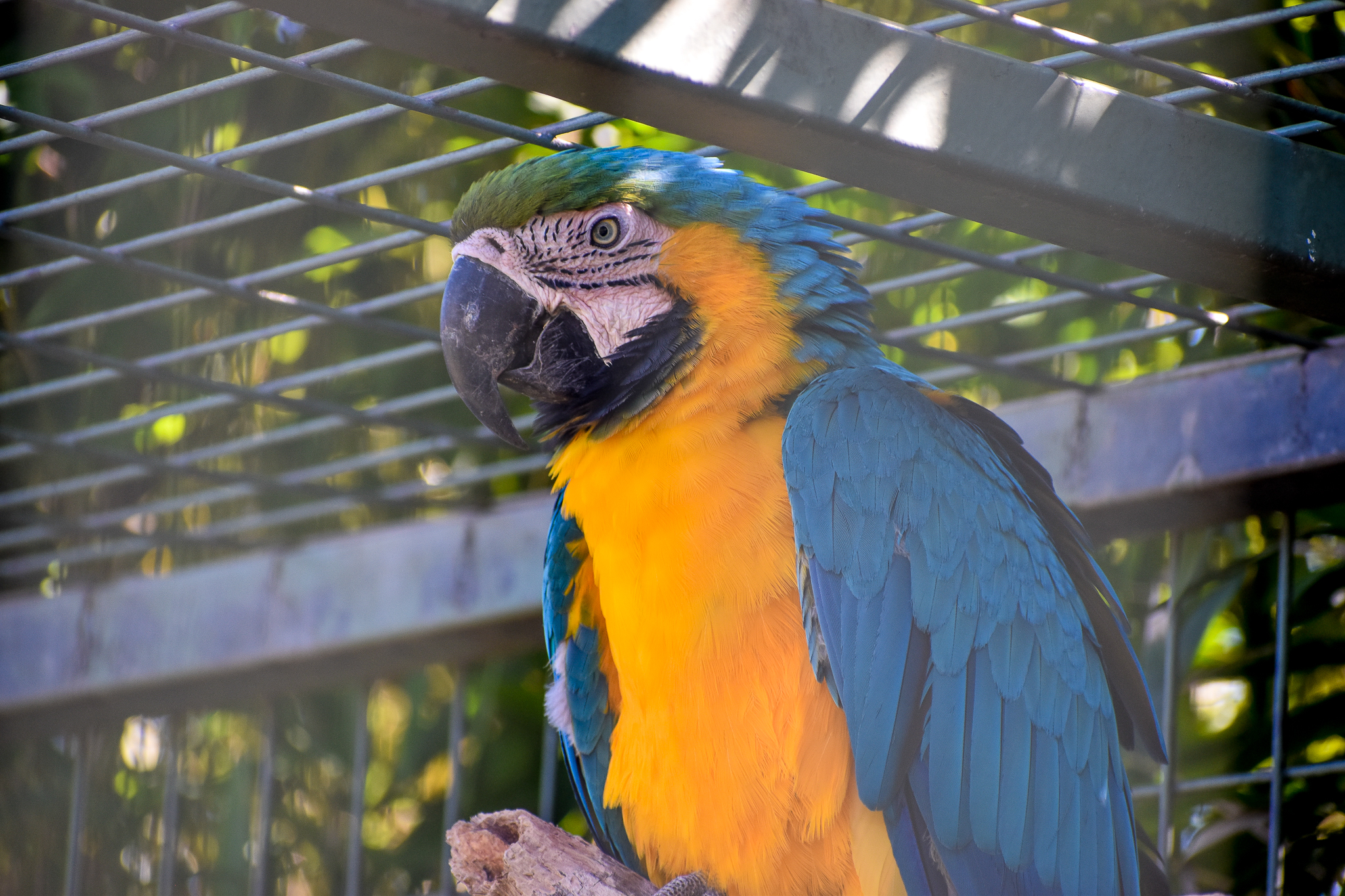 Blue and Gold Macaw