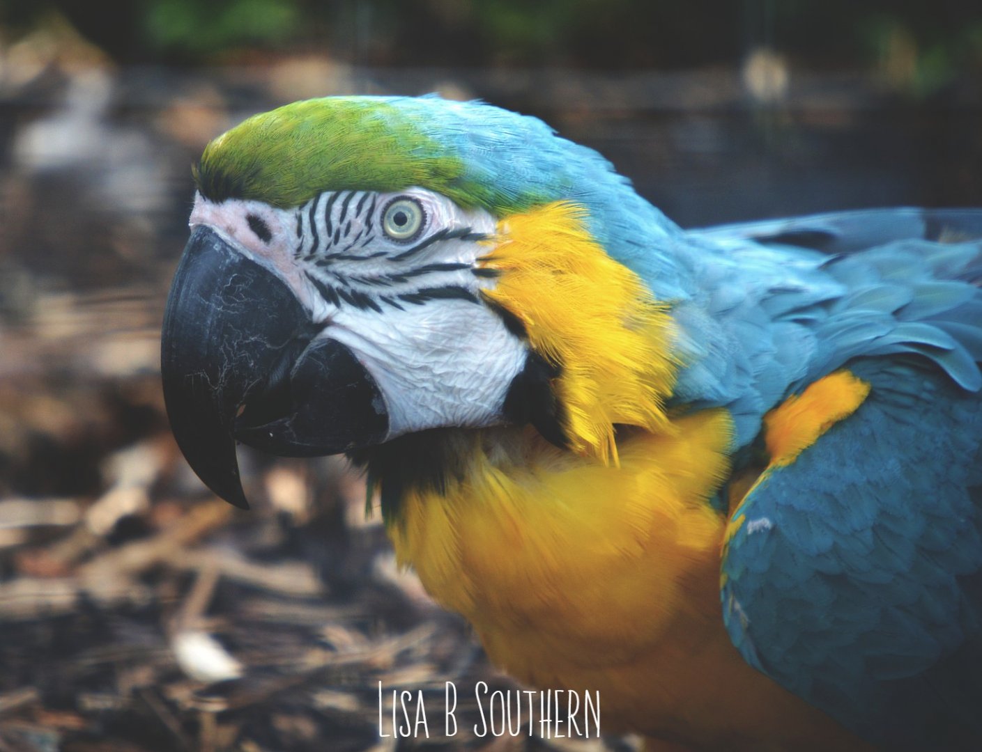blue and gold macaw