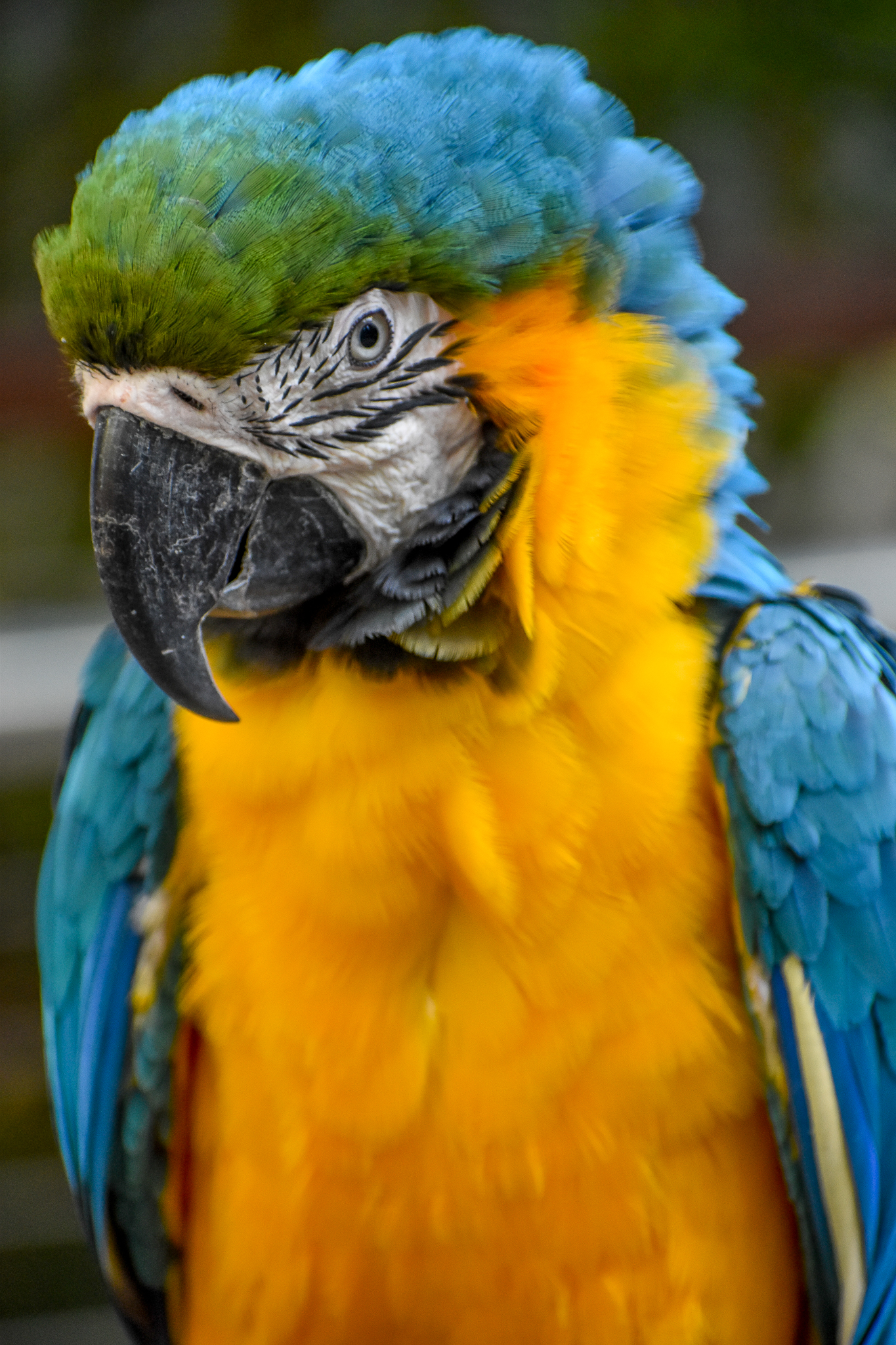 Blue and Gold Macaw