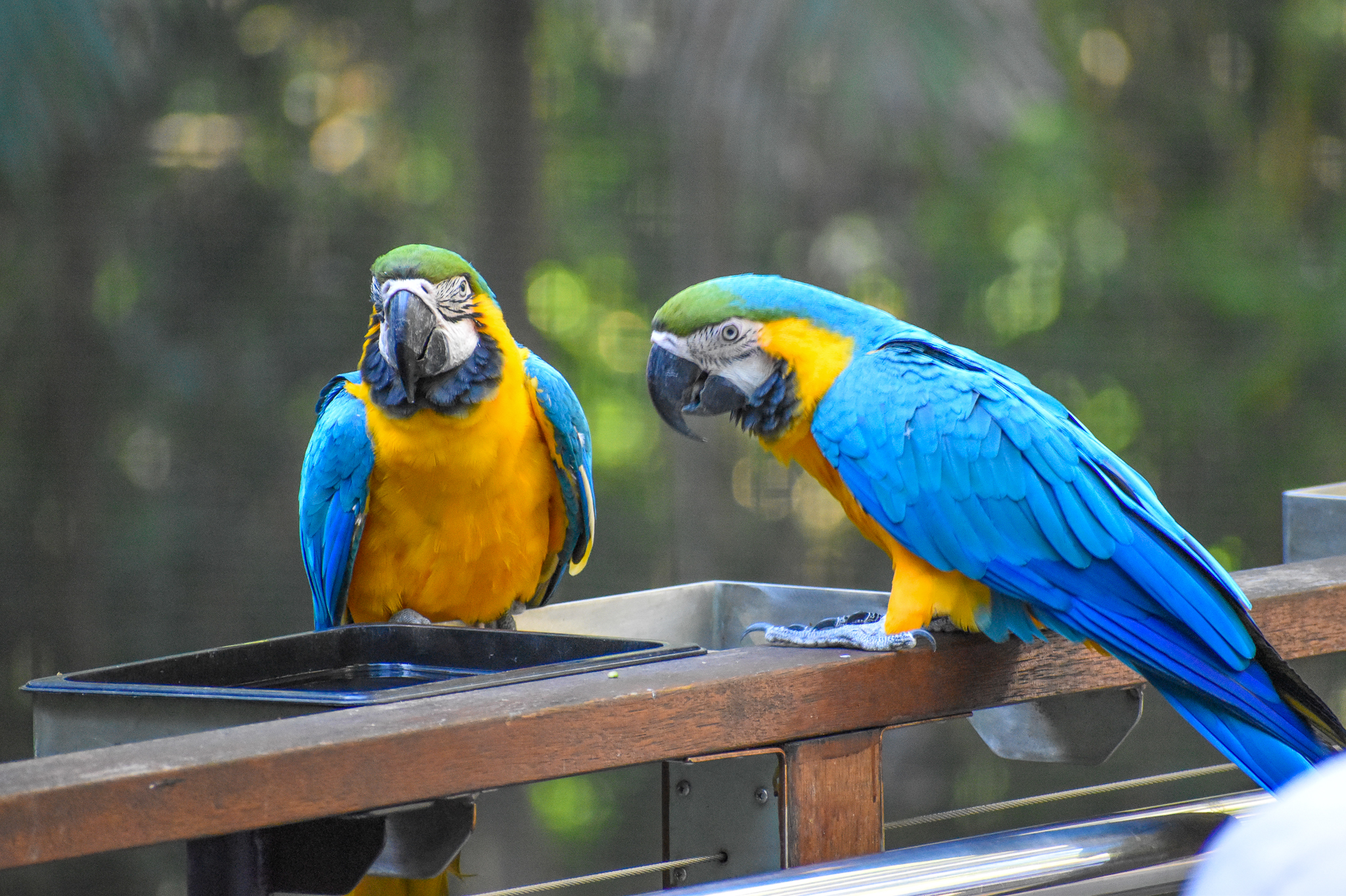 Blue and Gold Macaw