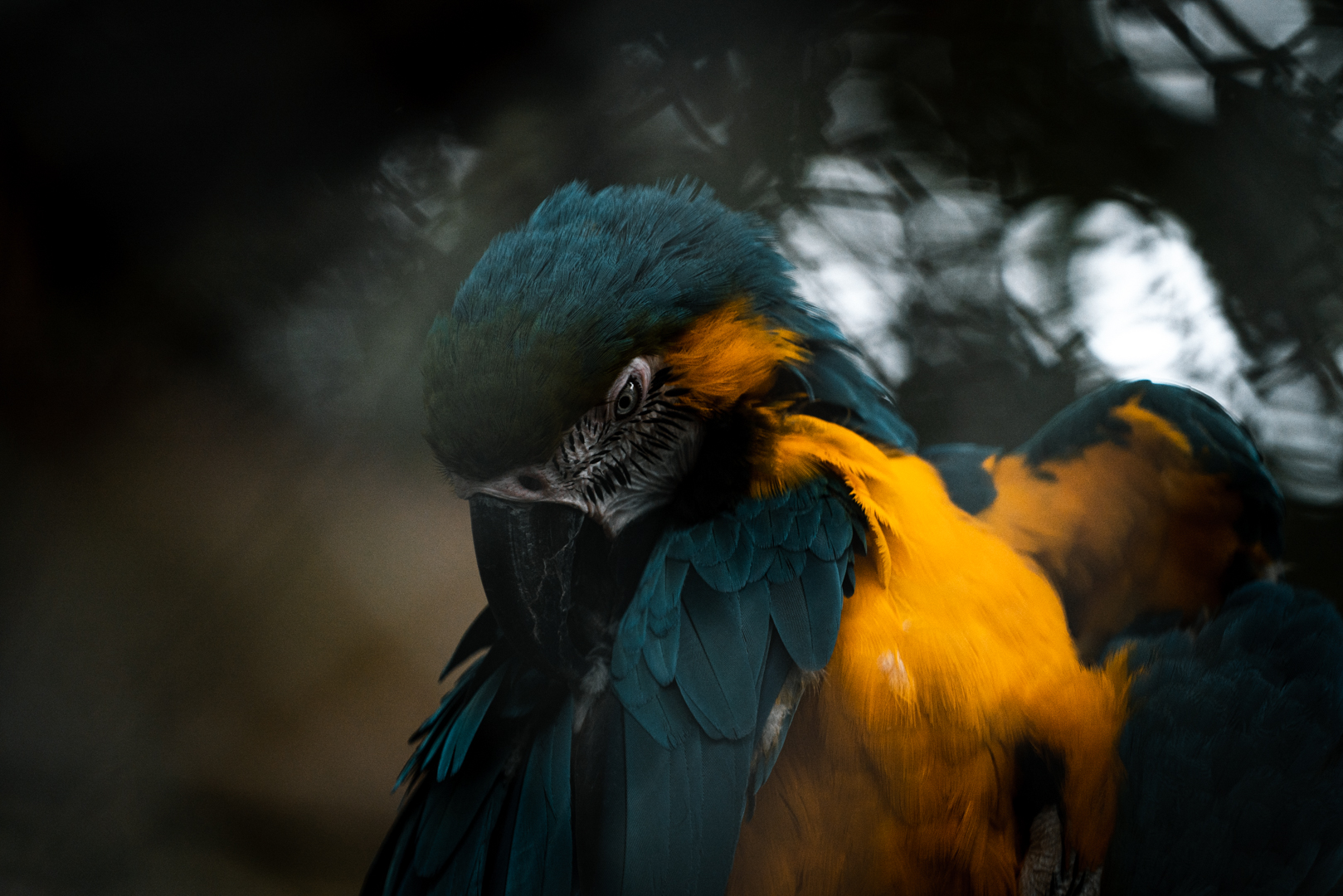 Blue and gold macaw