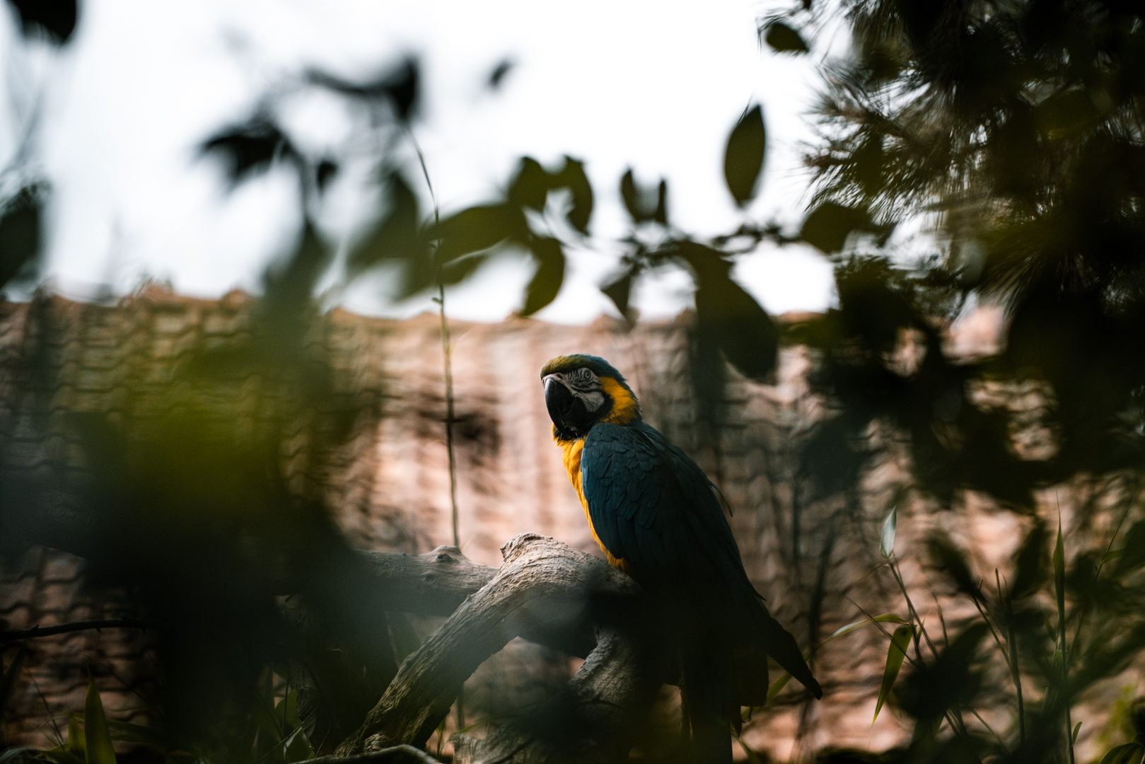 Blue and gold macaw