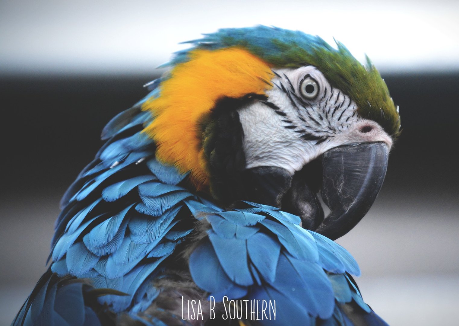 blue and gold macaw