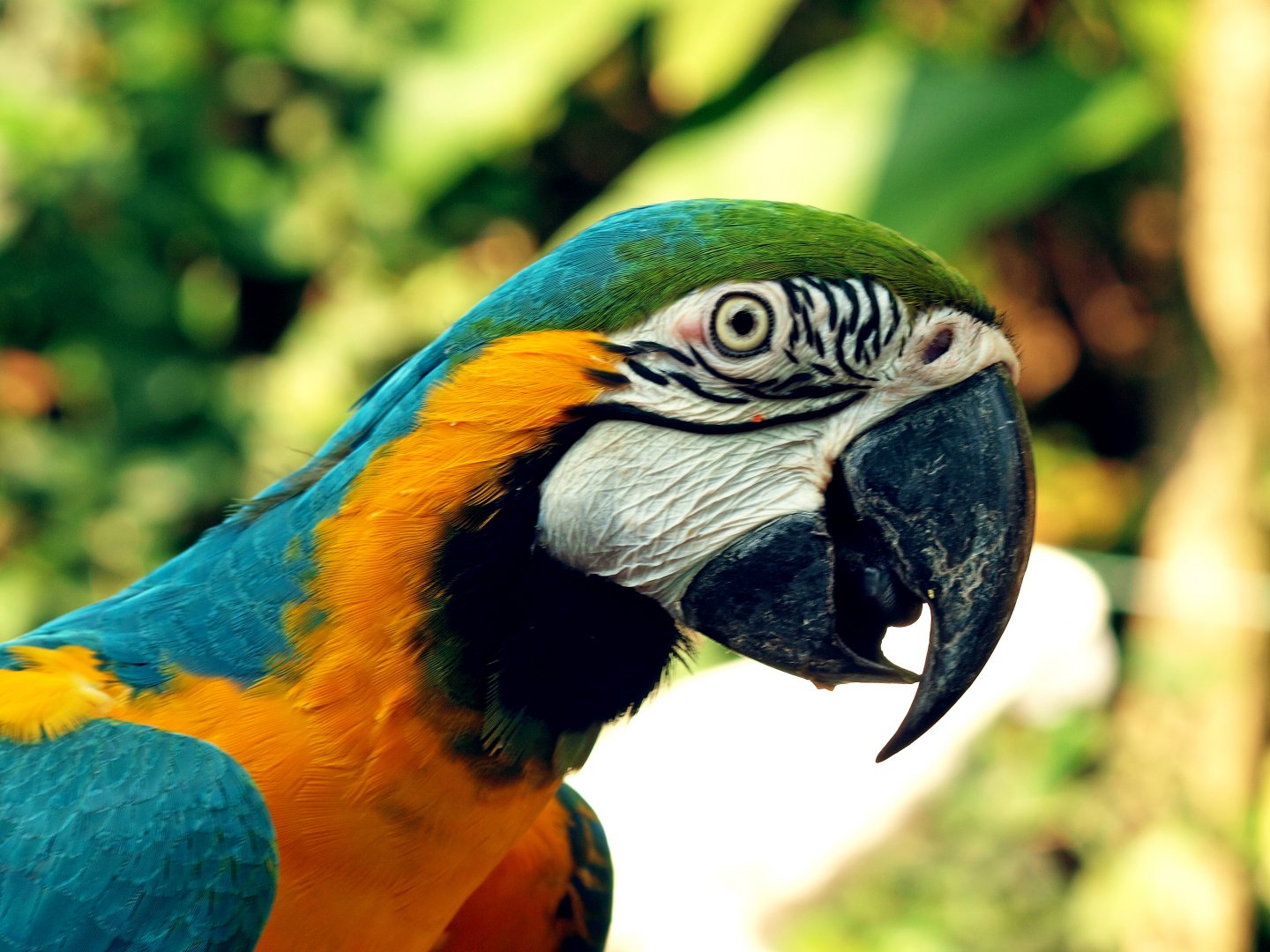 Blue and gold macaw