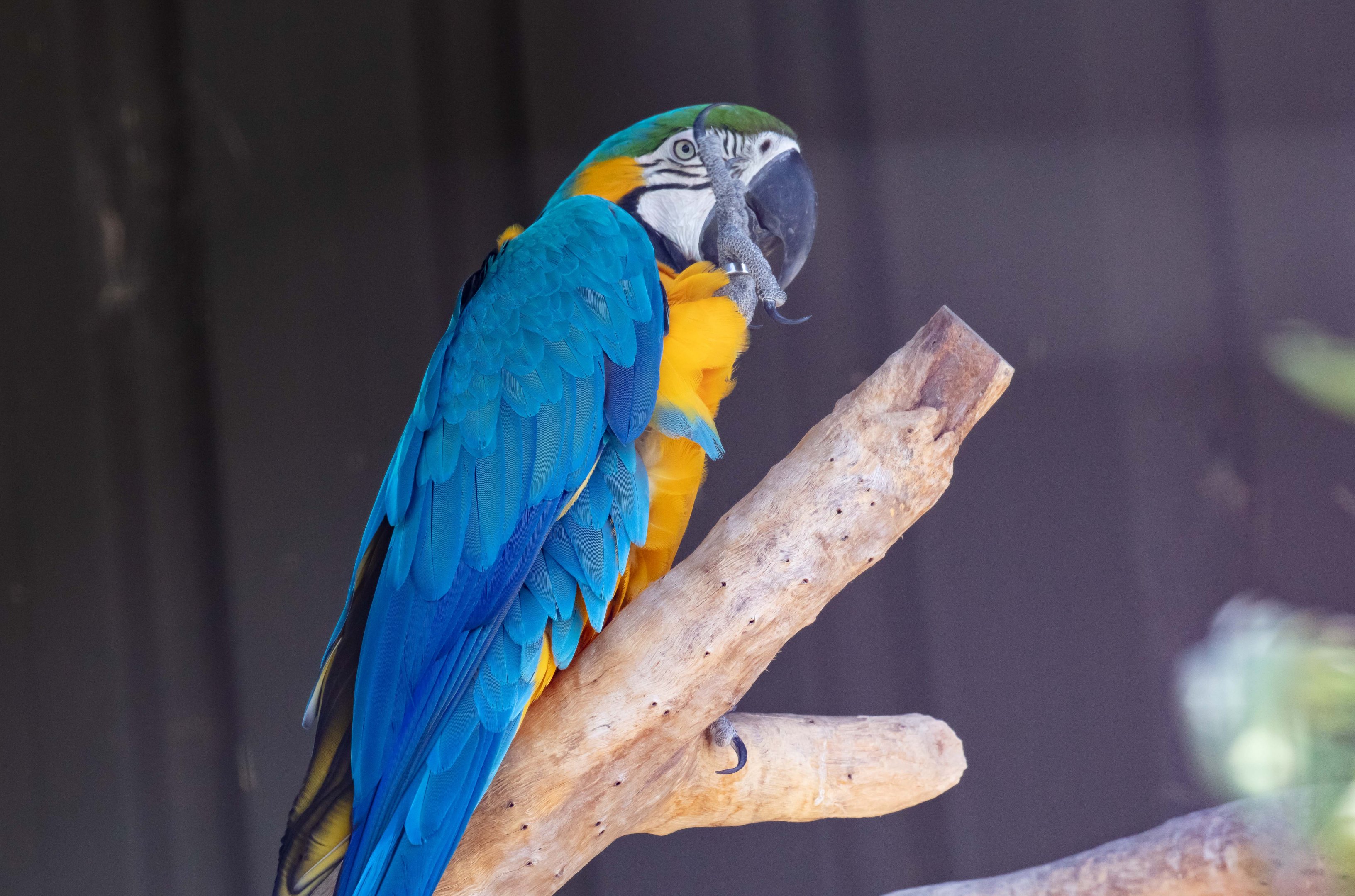 Blue and Gold Macaw