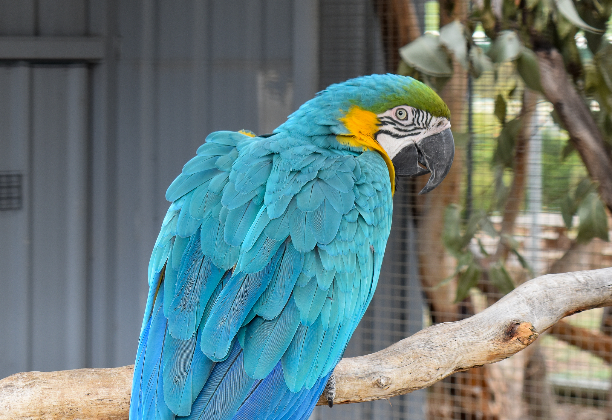 Blue and Gold Macaw
