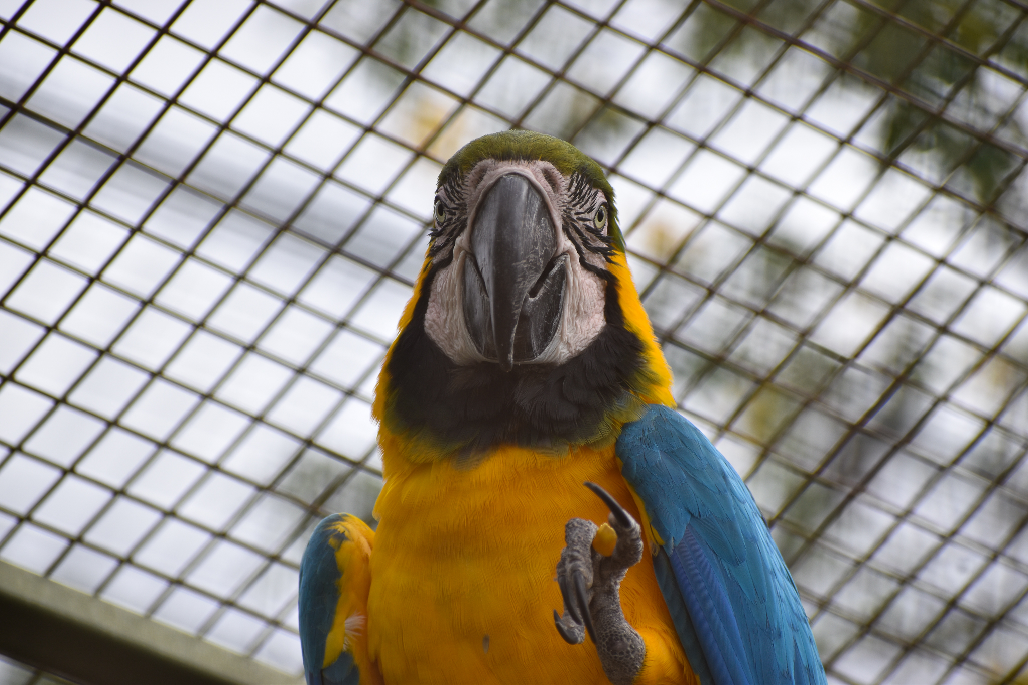 Blue and Gold Macaw