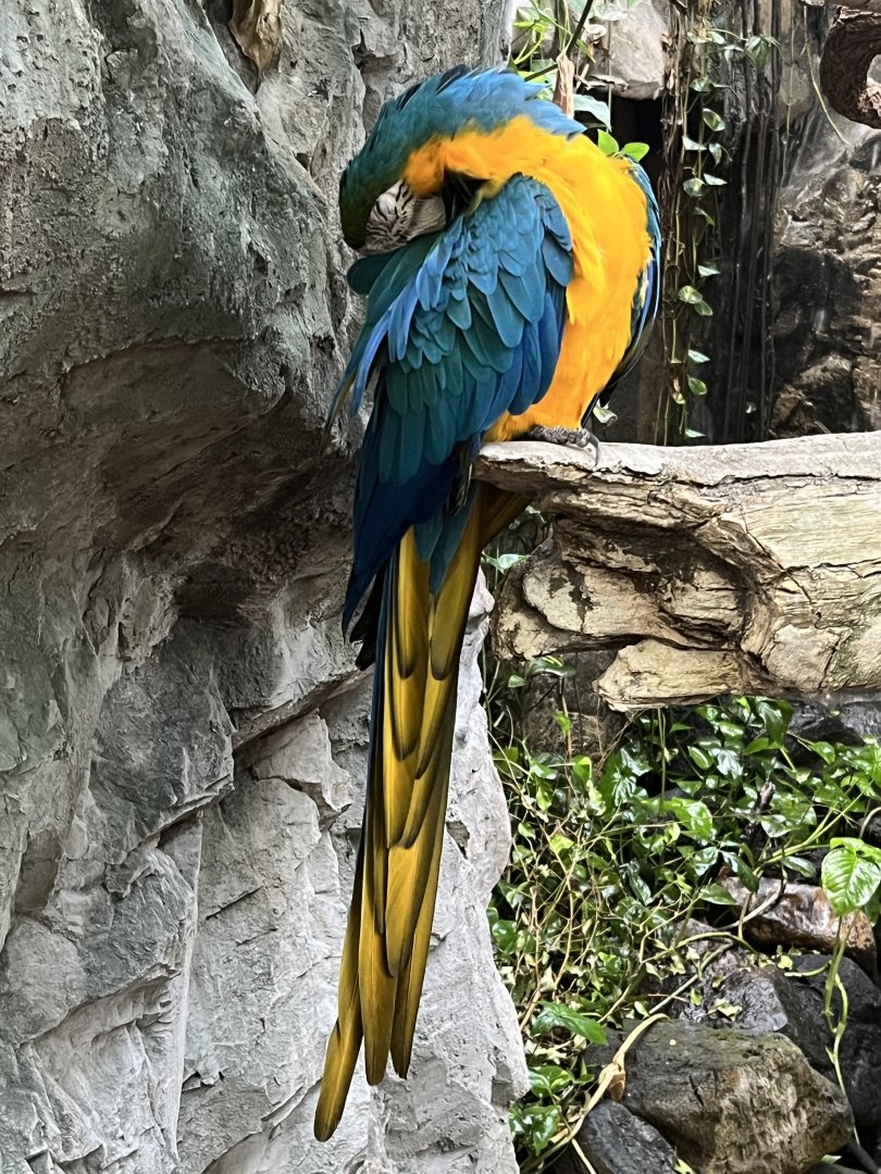 Blue and Gold Macaw