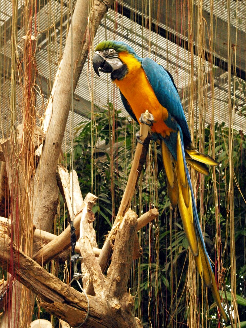 Blue and gold macaw