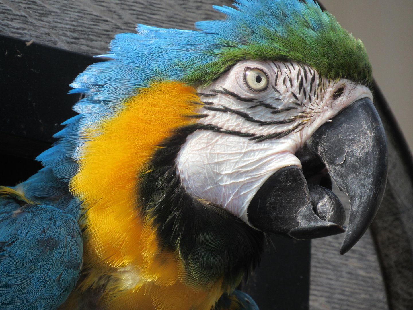 Blue-and-gold Macaw