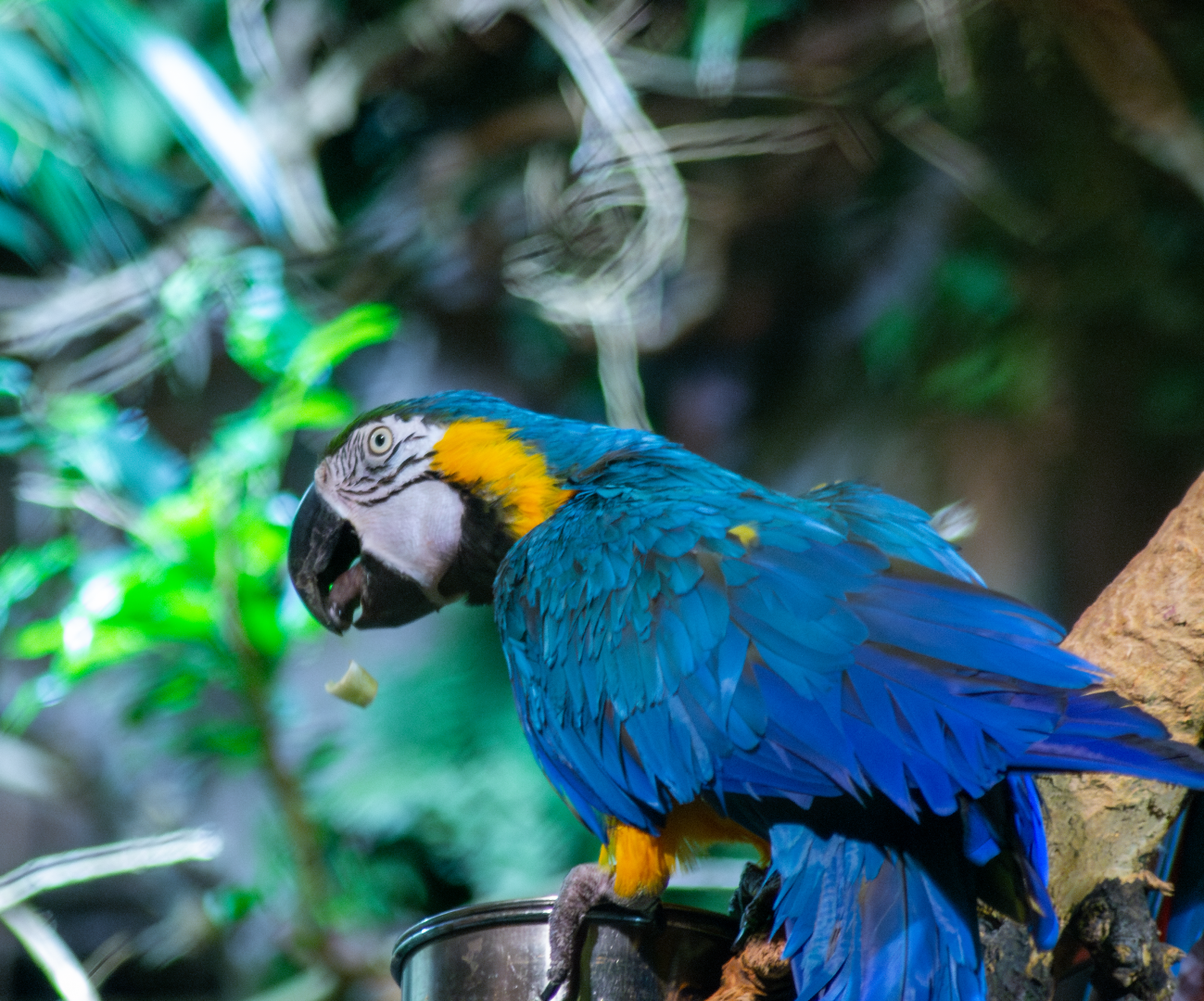 Blue and gold macaw