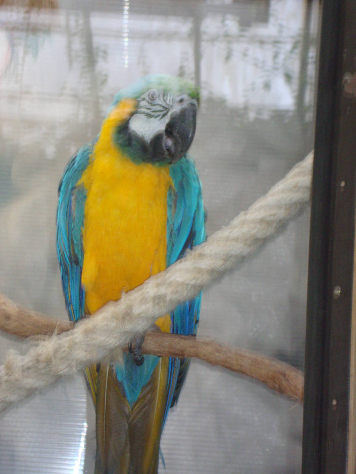 Blue and Gold Macaw