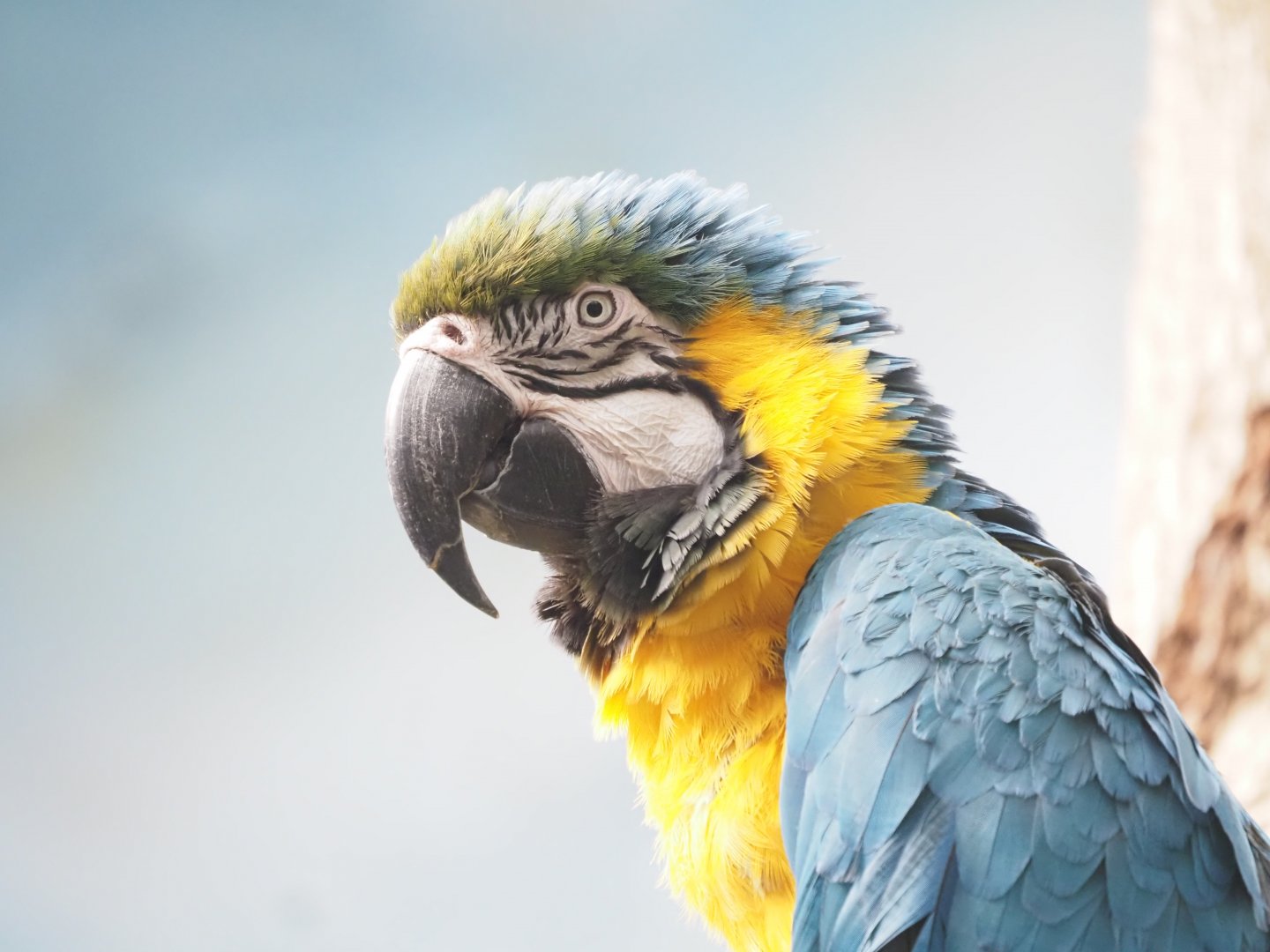 Blue-and-Gold Macaw
