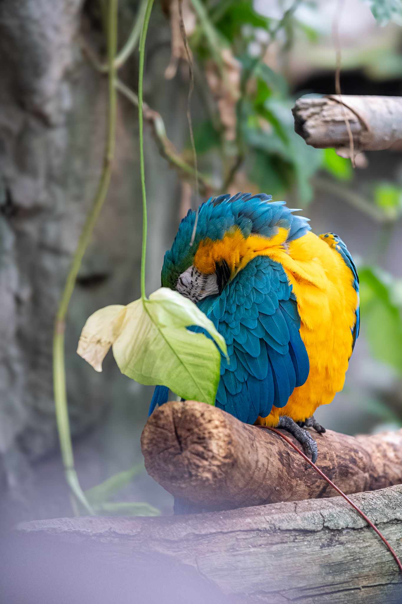 Blue and Gold Macaw