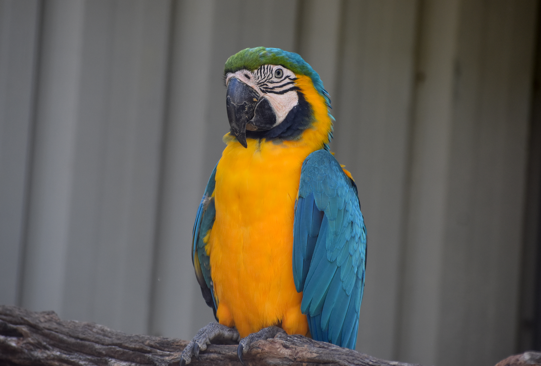 Blue and Gold Macaw