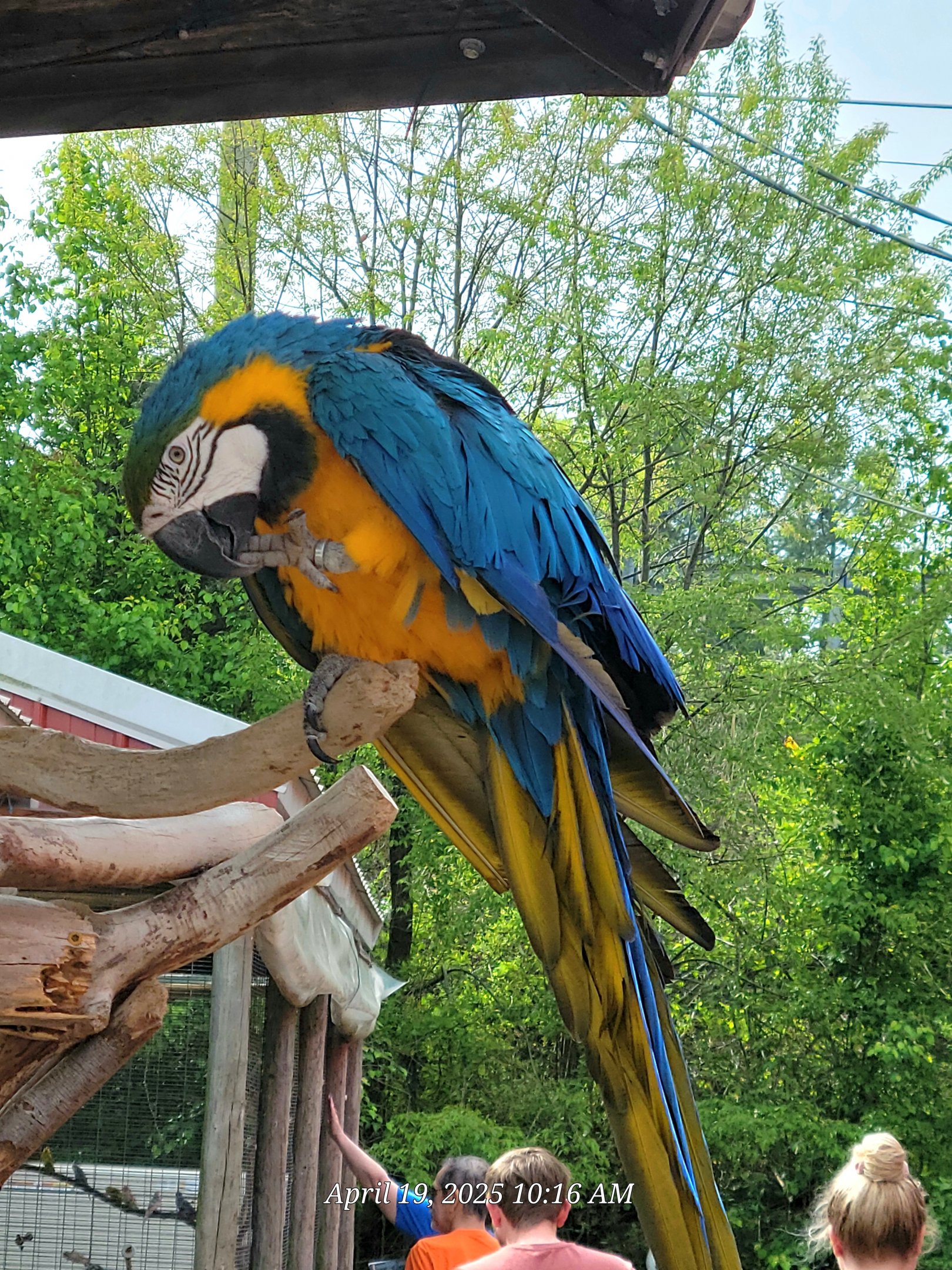 Blue And Gold Macaw